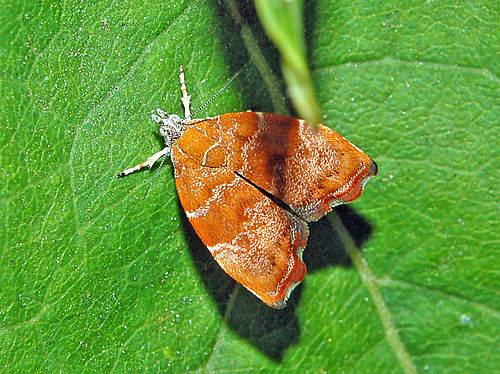 Choreutis nemorana